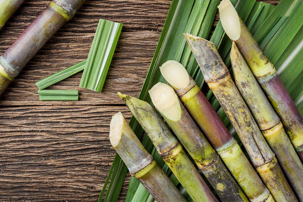 sugarcane, crop, natural-5388614.jpg